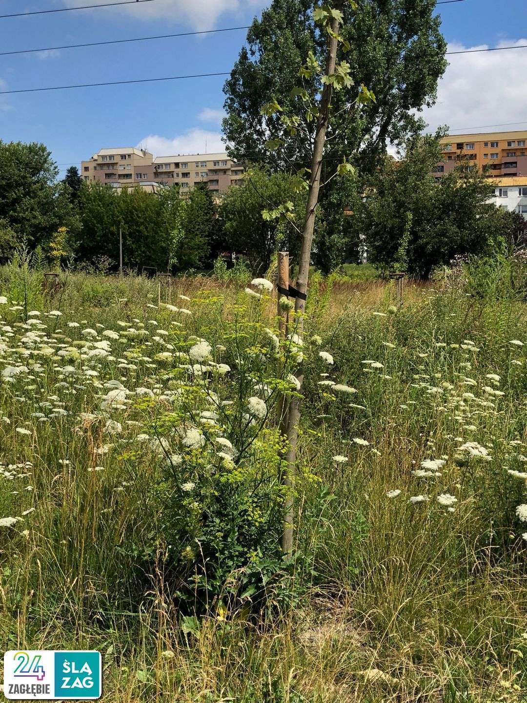 Sosnowiec-Zagórze. Nieużytki pomiędzy ulicami Teofila Lenartowicza i Białostocką. Tu będzie nowy park. 18 lipca 2025.