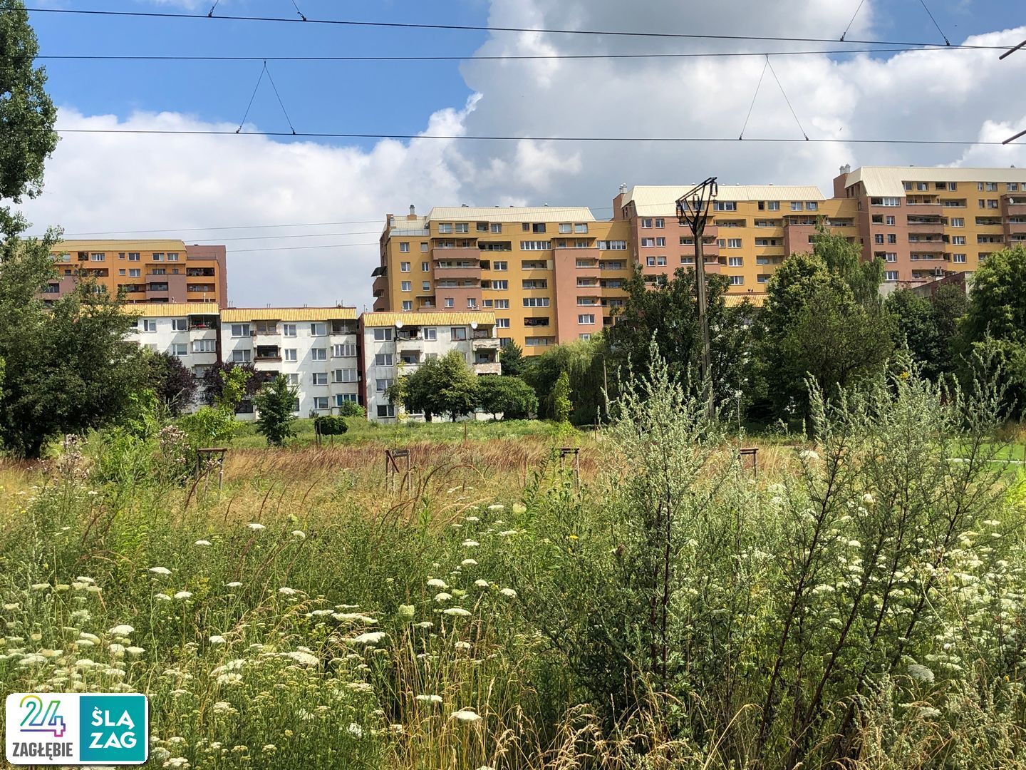 Sosnowiec-Zagórze. Nieużytki pomiędzy ulicami Teofila Lenartowicza i Białostocką. Tu będzie nowy park. 18 lipca 2025.
