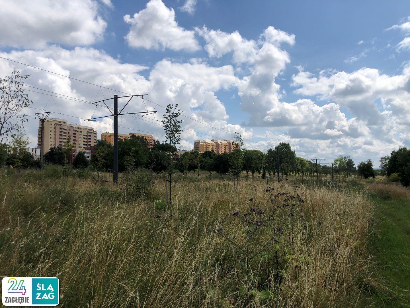 Sosnowiec-Zagórze. Nieużytki pomiędzy ulicami Teofila Lenartowicza i Białostocką. Tu będzie nowy park. 18 lipca 2025.
