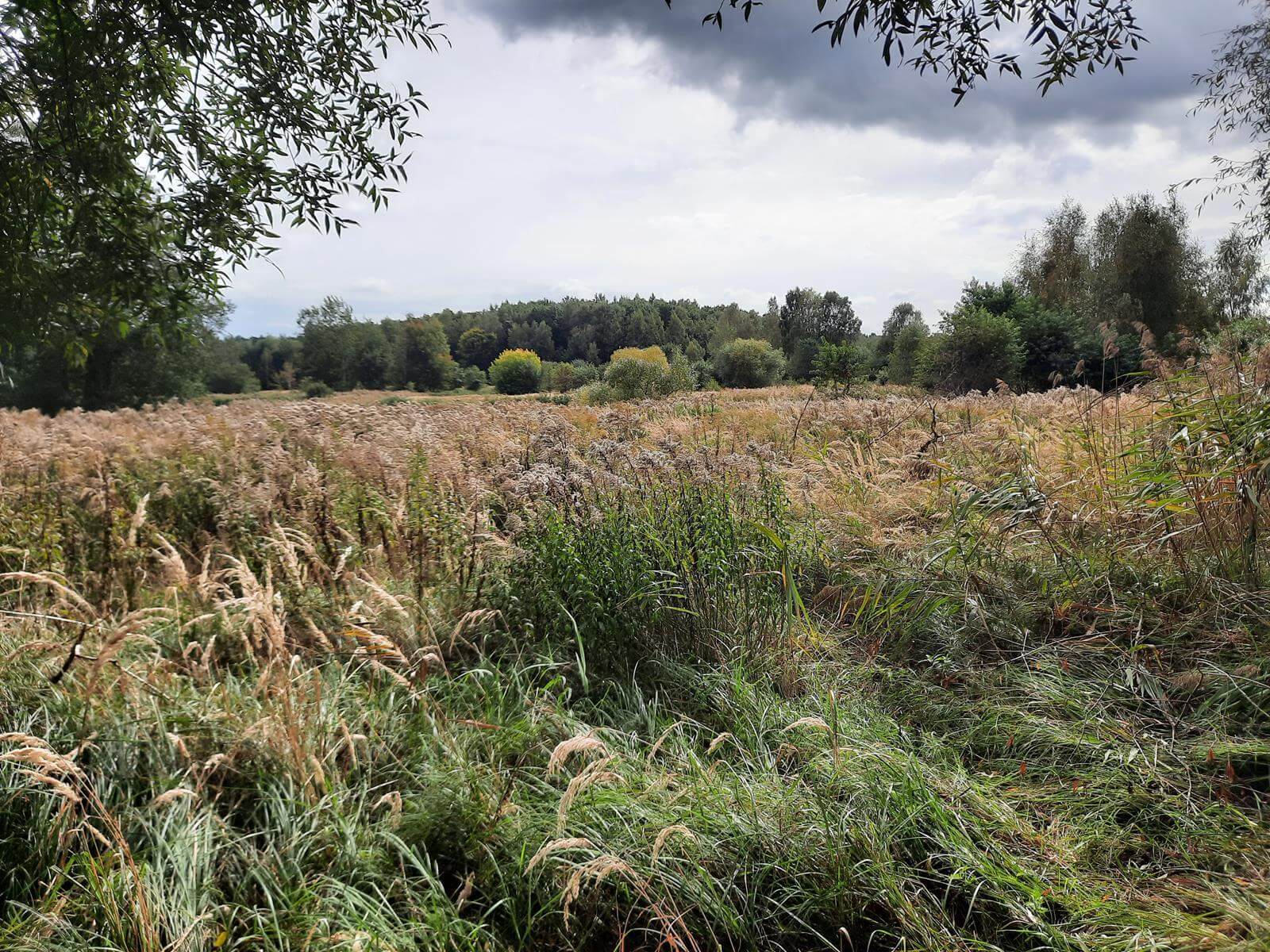 Staw Dupina Katowice Podlesie 3 Copy