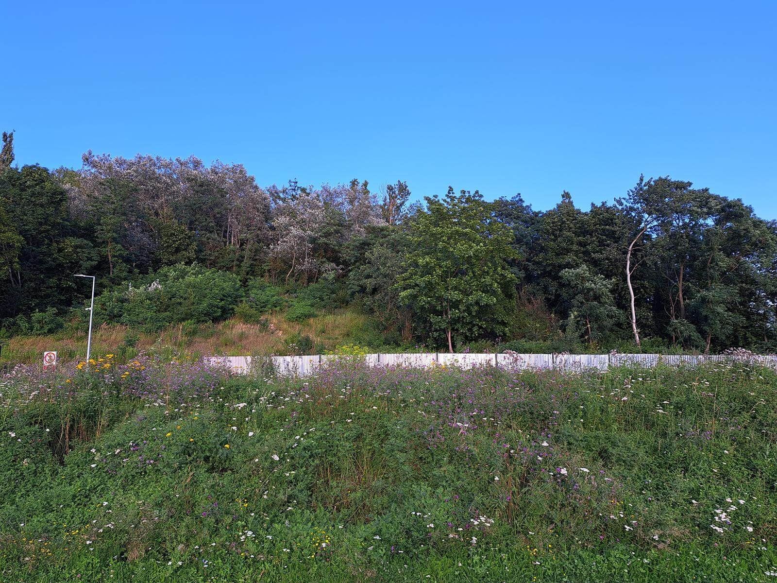 Staw Kalina lipiec 2026, Świętochłowice