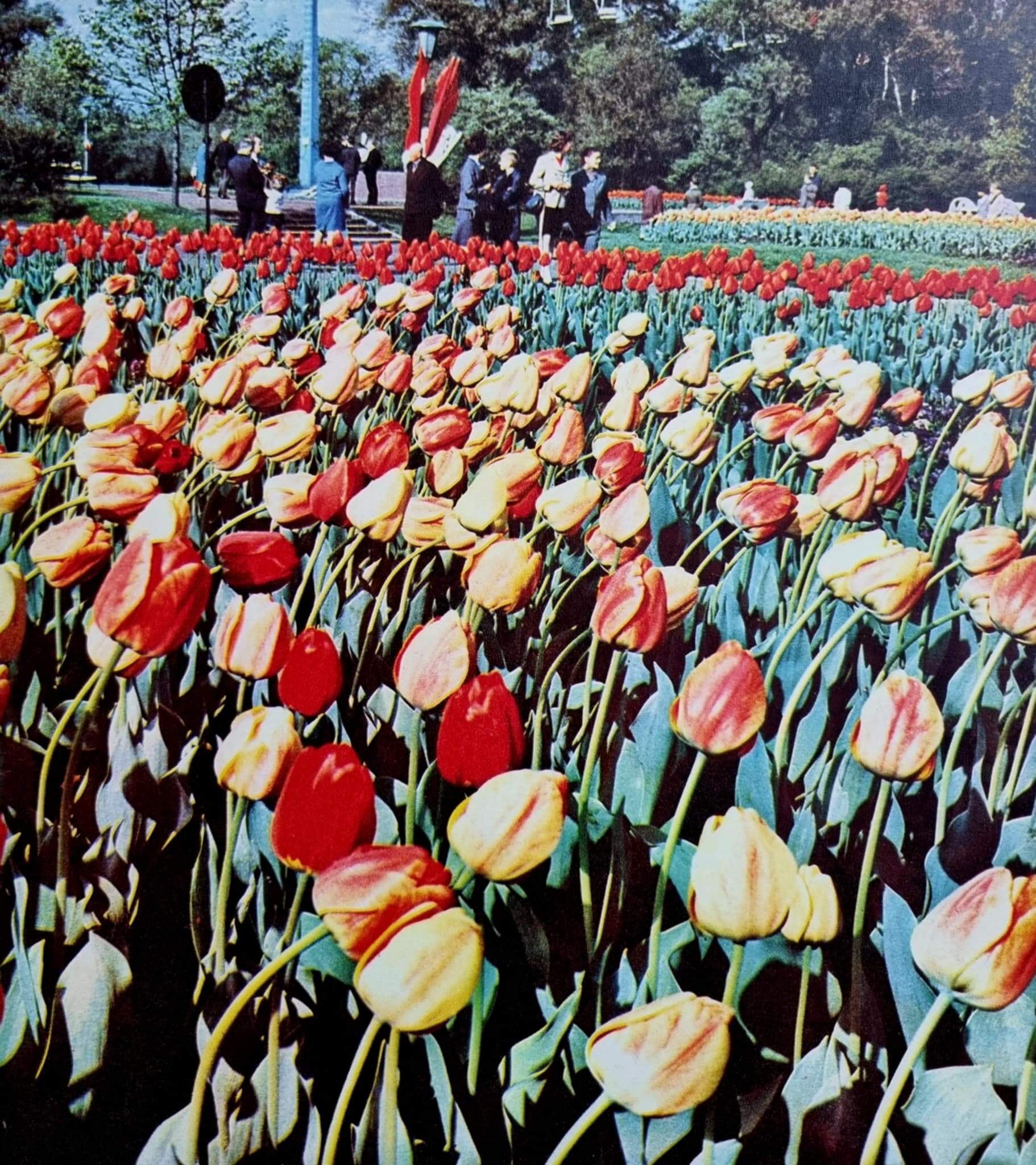 Tulipany w WPKiW