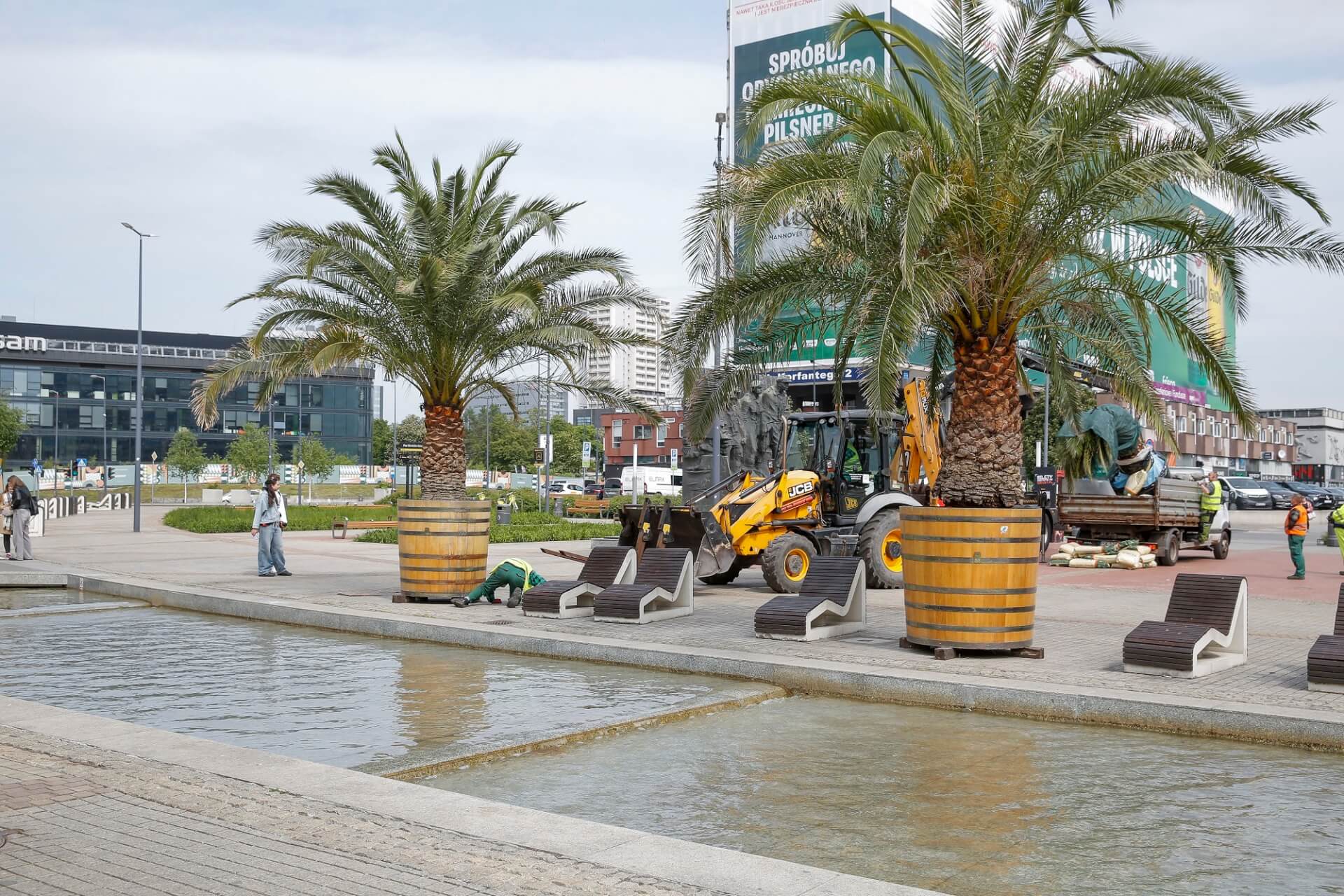 Ustawianie palm przy katowickim Rynku