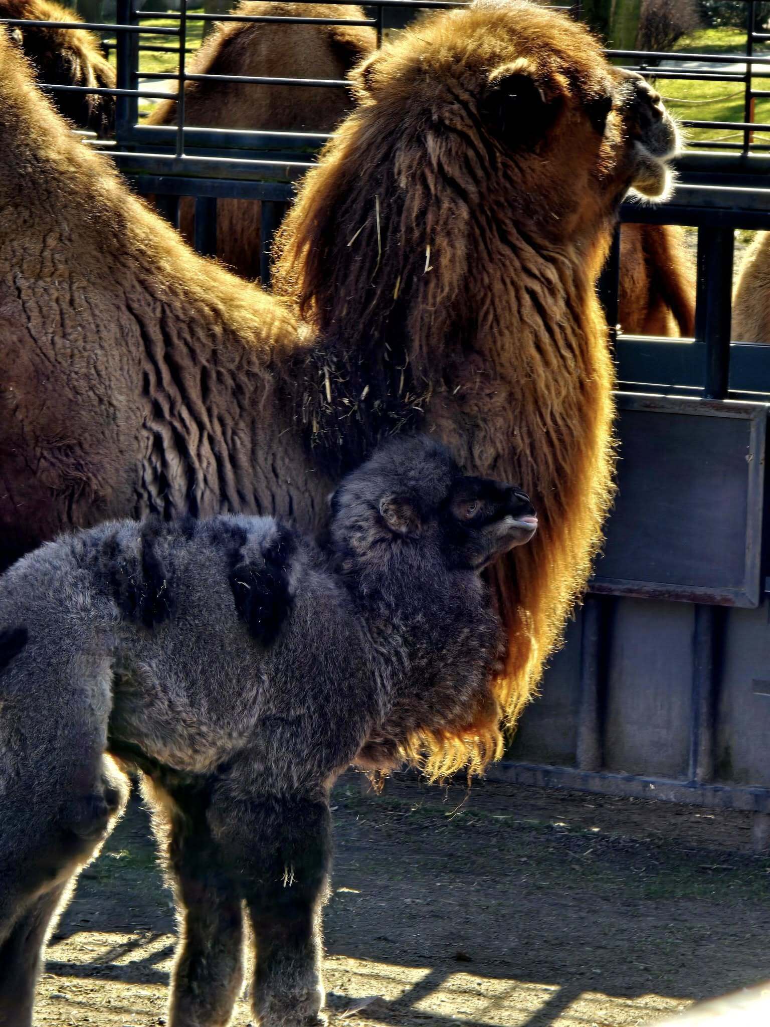Wielbłąd Franek urodził się w Śląskim Ogrodzie Zoologicznym