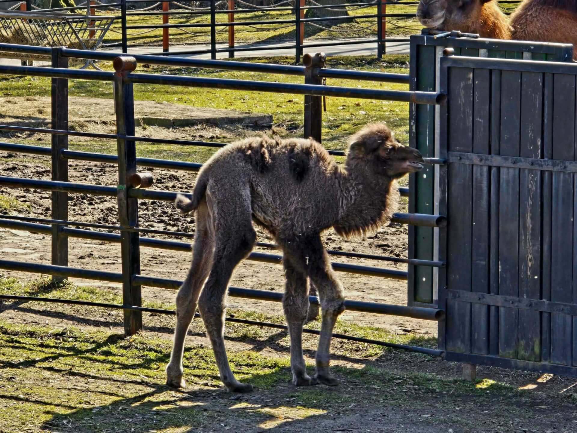 Wielbłąd Franek urodził się w Śląskim Ogrodzie Zoologicznym