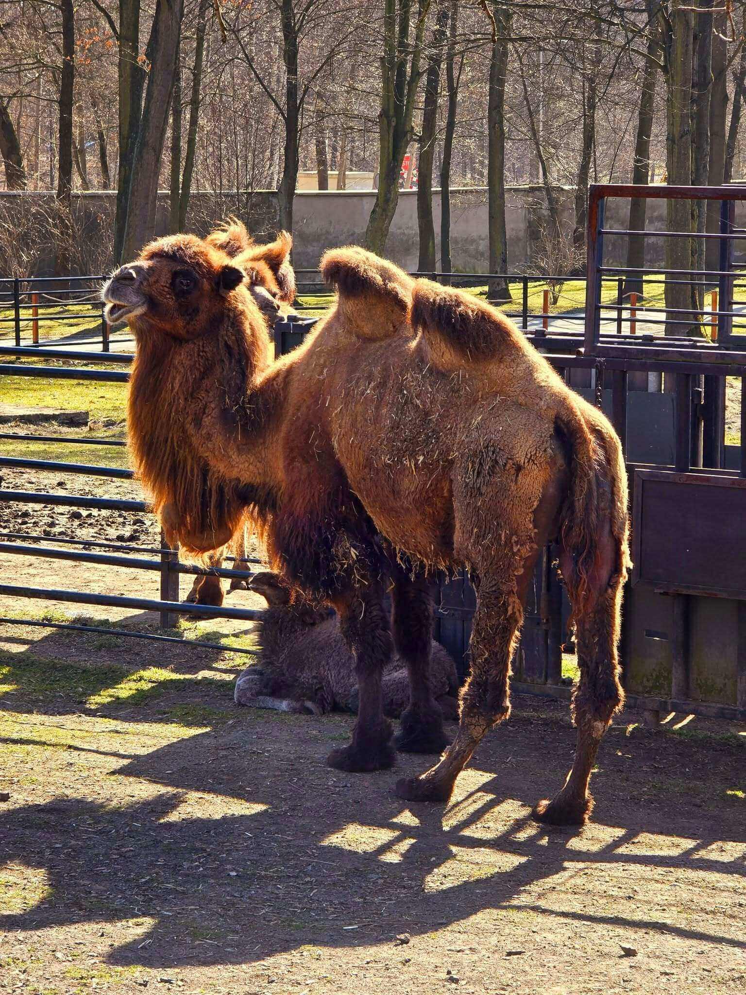 Wielbłąd Franek urodził się w Śląskim Ogrodzie Zoologicznym