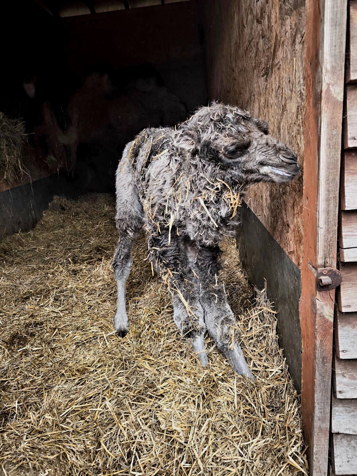 Wielbłąd Franek urodził się w Śląskim Ogrodzie Zoologicznym