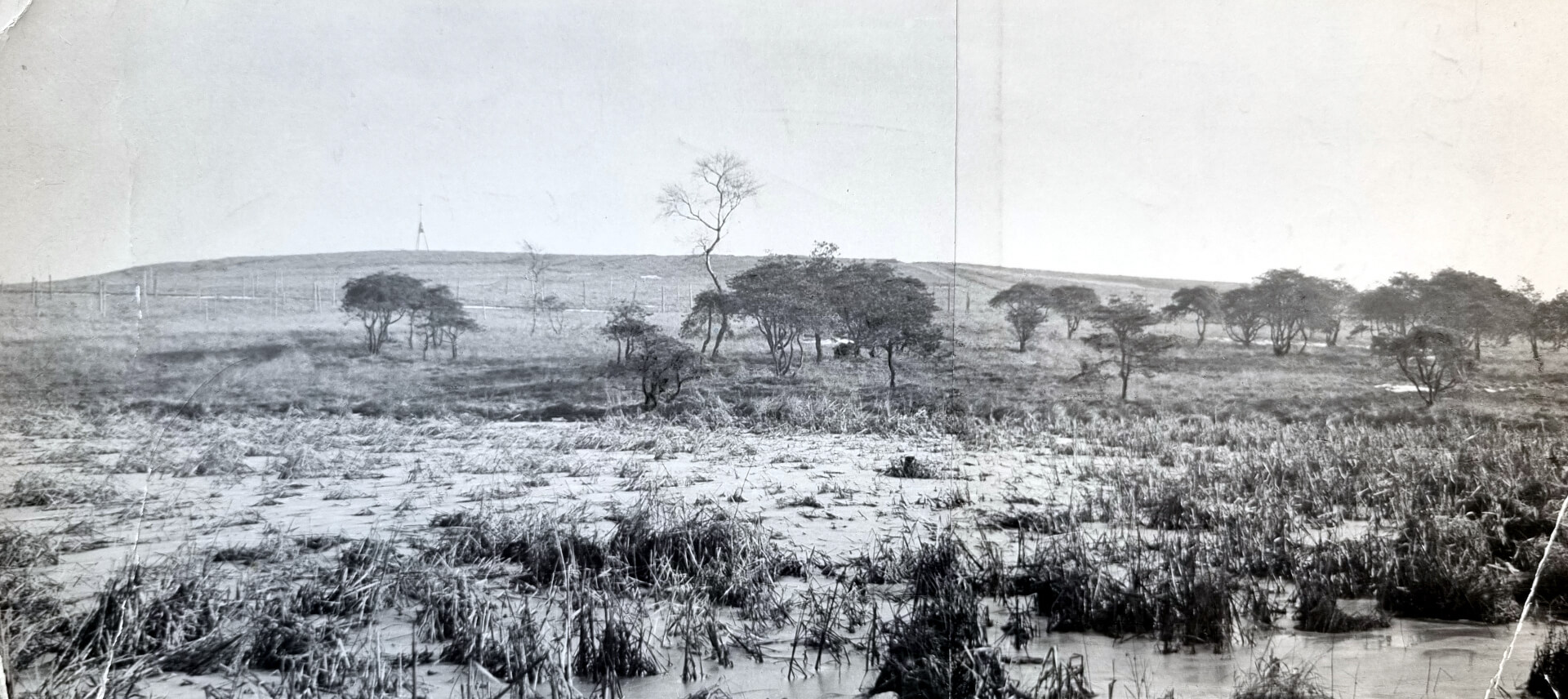 Wrzosowiska dzisiejszego Wzgórza Planetarium w początkach lat 50.
