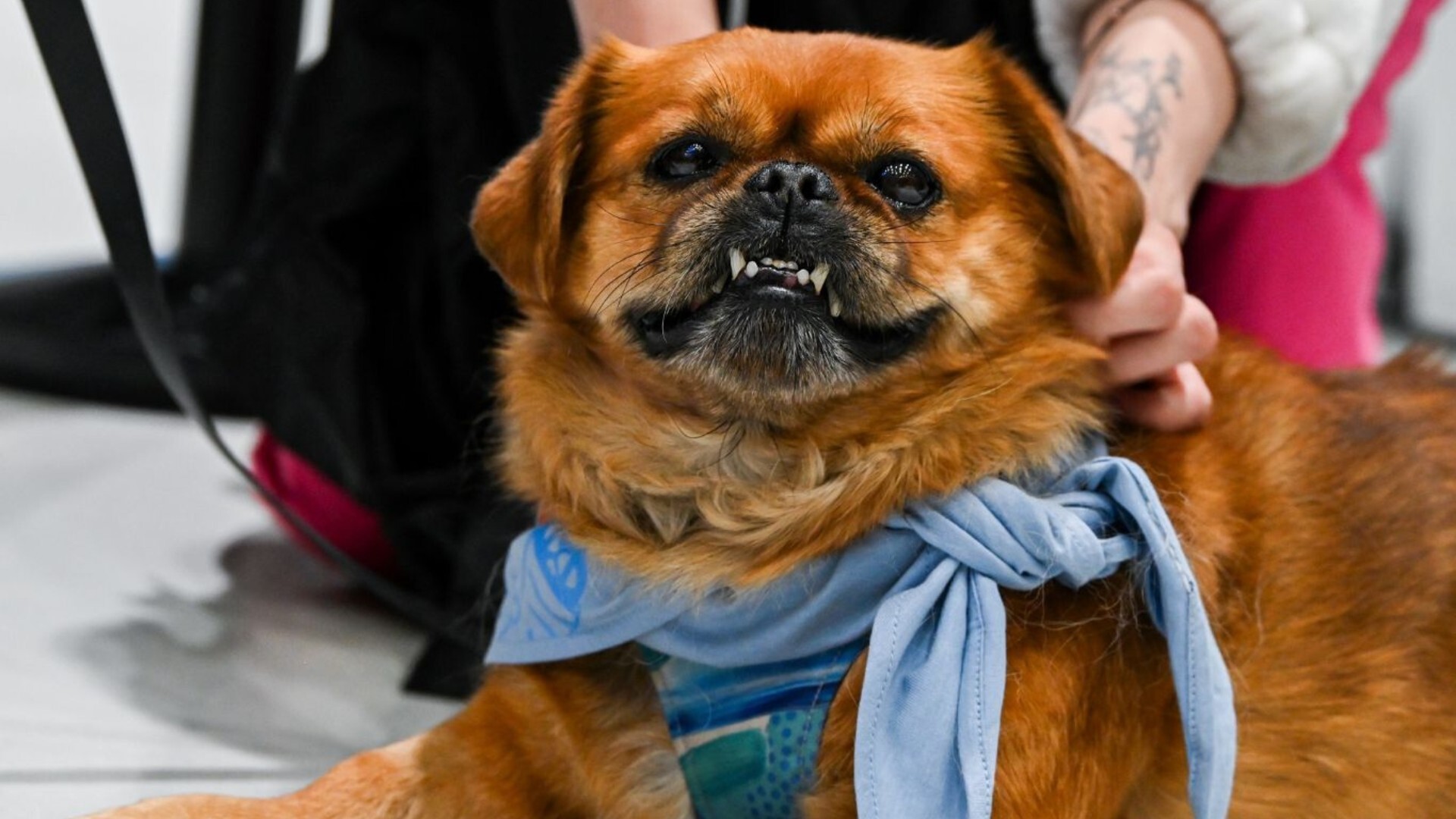 „Zwierzogranie”. I odsłona