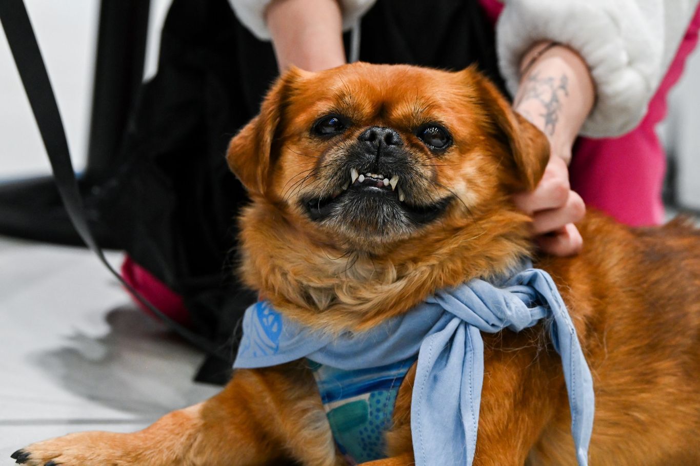 „Zwierzogranie”. I odsłona