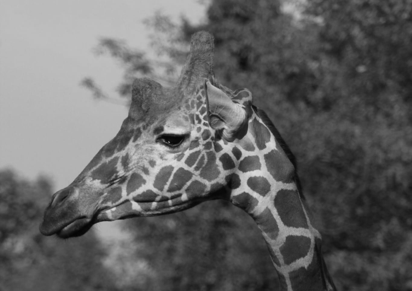 Smutna wiadomość ze śląskiego zoo. Nie żyje żyrafa Iroko