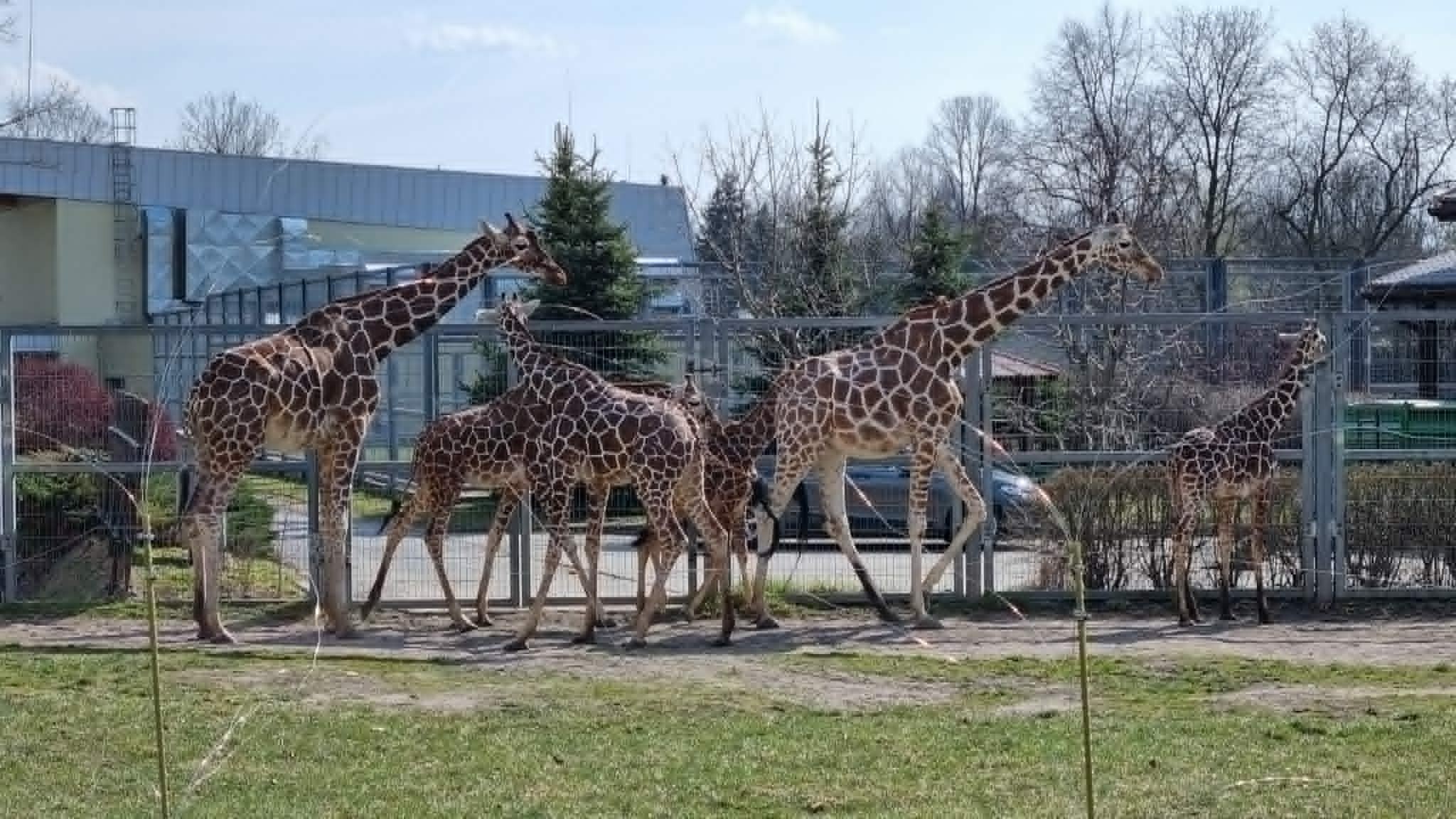 Żyrafy w śląskim zoo, 2026