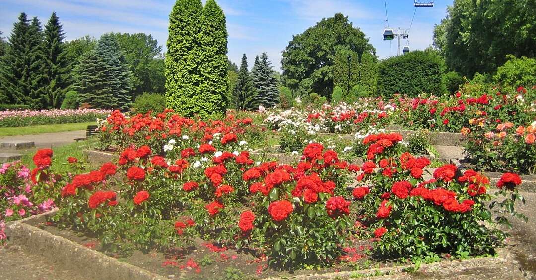 Własny ogród jak Rosarium z Parku Śląskiego? To możliwe