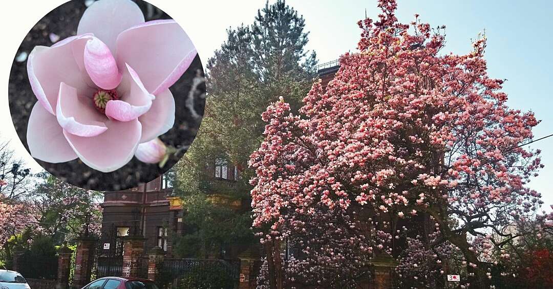 Pierwsze magnolie zakwitły w Cieszynie! To oznacza kolejne Spacery Szlakiem Kwitnących Magnolii