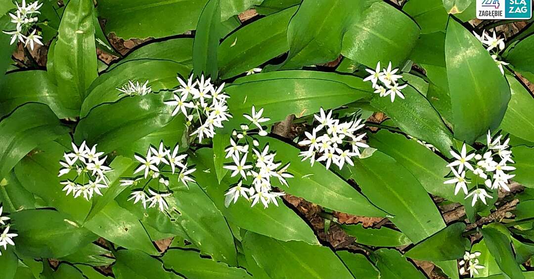 Czy już kwitnie czosnek niedźwiedzi? Sprawdźcie podczas spaceru na Zielonej i dajcie się oszołomić zapachowi