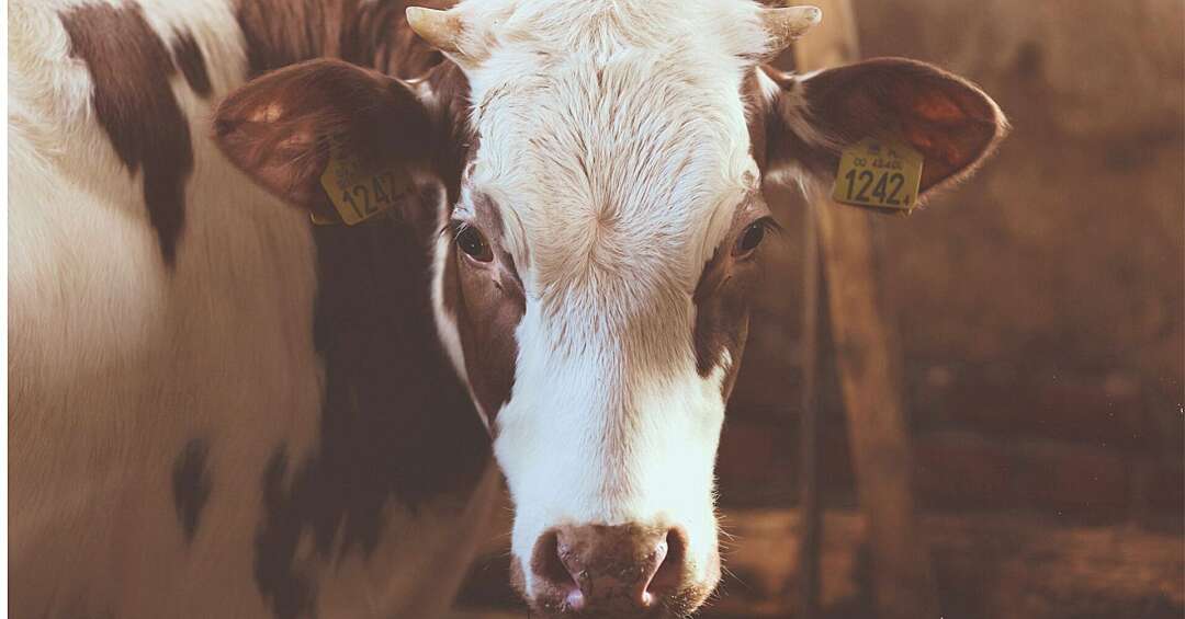 Bił krowę metalowym prętem. Zwierzę musiało zostać uśpione. 75-latek dostał zarzuty znęcania się nad zwierzętami ze szczególnym okrucieństwem