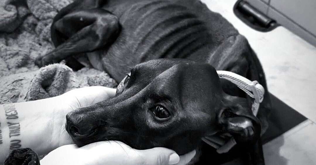 Mieszkanka Świętochłowic znęcała się nad psem. Suczka zmarła