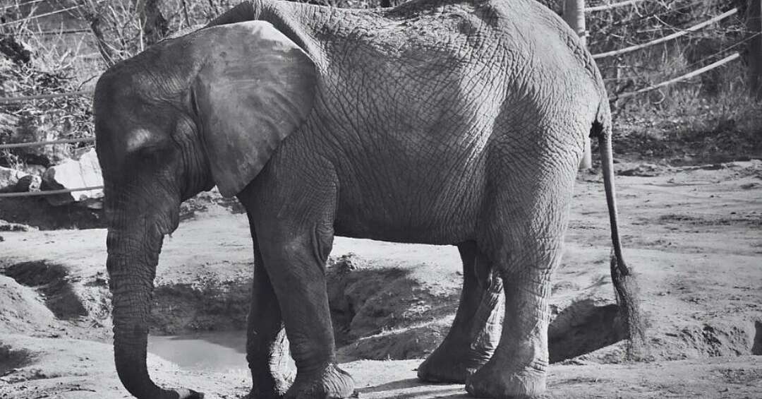 Odeszła wieloletnia mieszkanka Śląskiego Ogrodu Zoologicznego w Chorzowie. Ostatnie lata spędziła w Zoo w Poznaniu