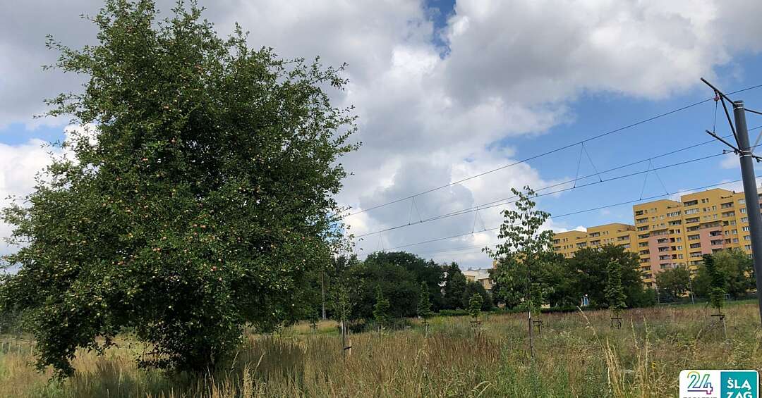 Sad pośrodku blokowiska? W Sosnowcu powstanie nowy park z łąkami kwietnymi drzewami… owocowymi! W Zagórzu będzie strefa relaksu i ścieżka dla rolkarzy