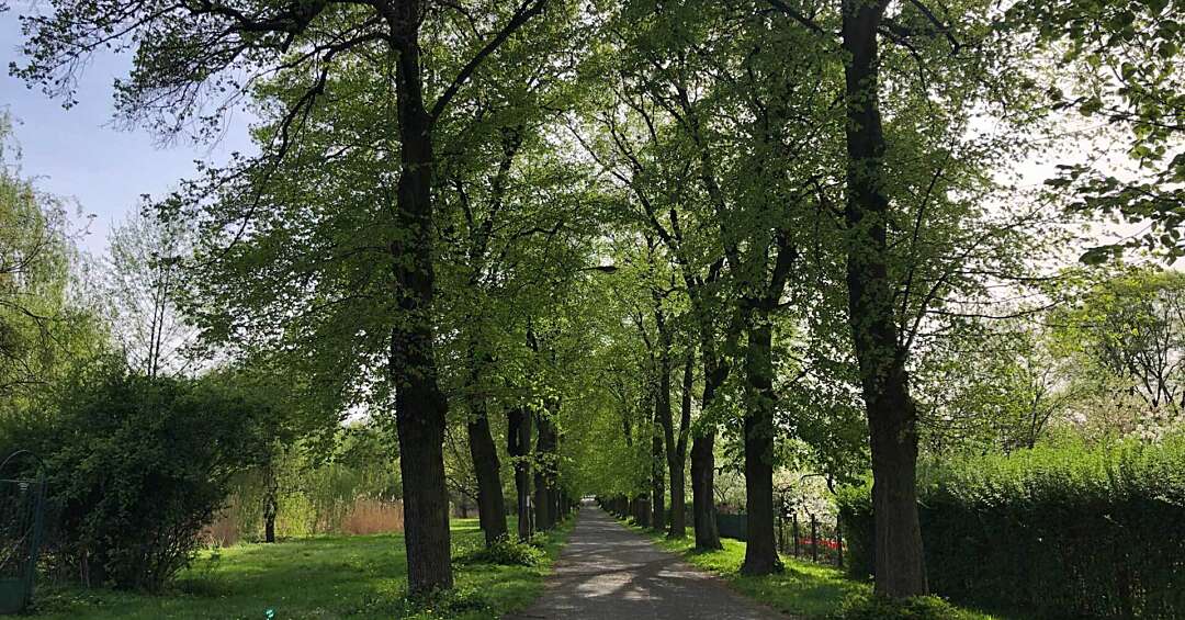 Ognisko, ziemniaki i czyste powietrze - rodzinny dzień ekologiczny w Gliwicach