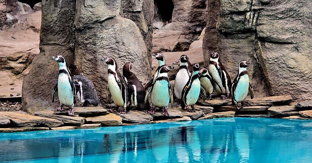 Dzień Pingwina w śląskim zoo. Zaplanowano wiele atrakcji