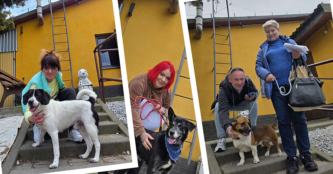 Znaleziono nowe domy dla ponad setki zwierzaków z bytomskiego schroniska