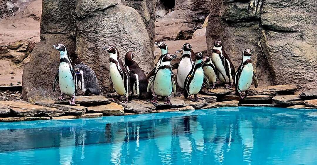 Poznajcie nowego, małego mieszkańca śląskiego zoo!