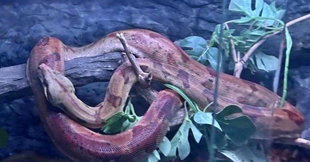 Próbował sprzedać chronionego węża. Mężczyźnie grozi do 5 lat więzienia