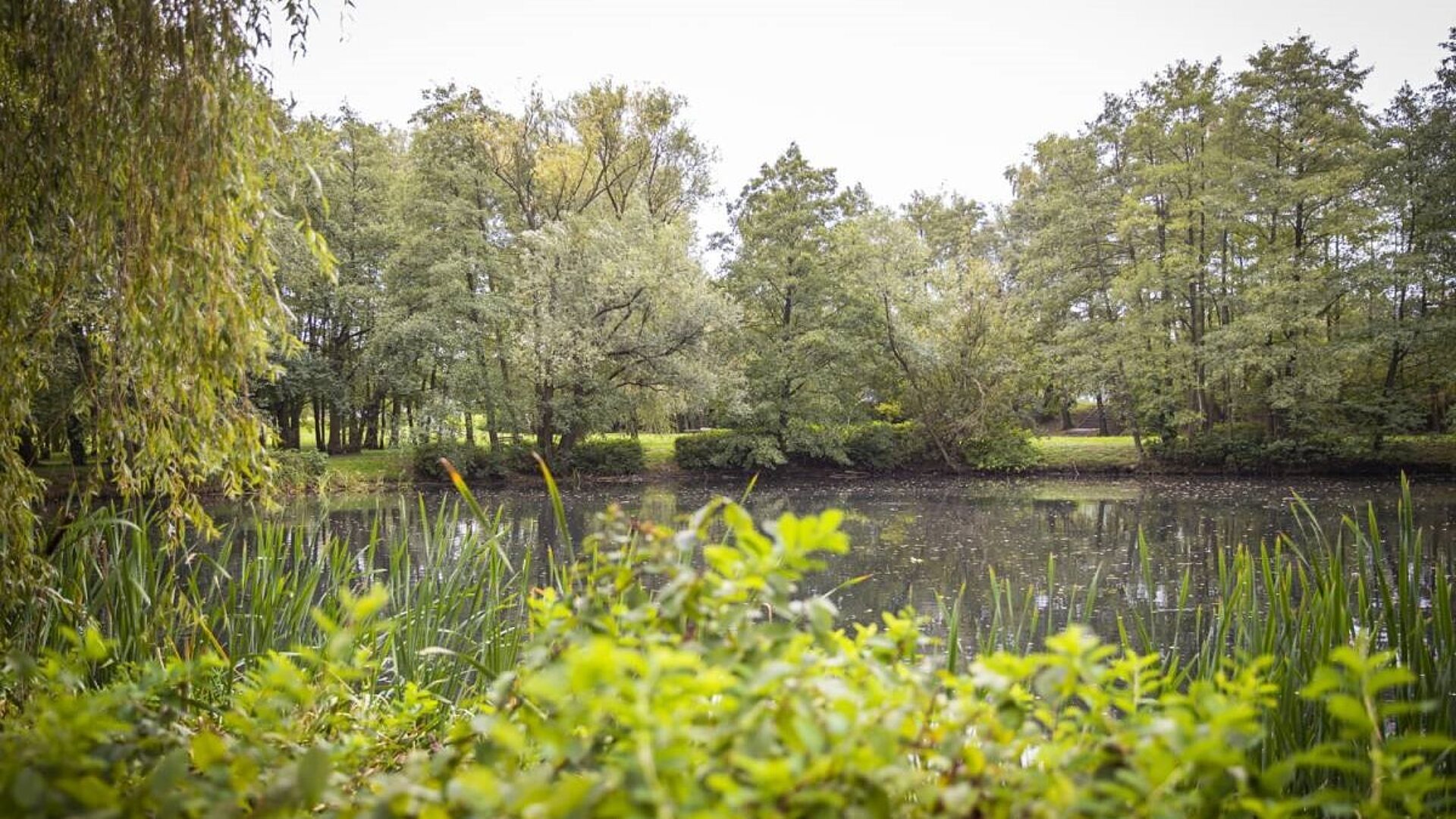 Park labedzi tychy Park labedzi tychy