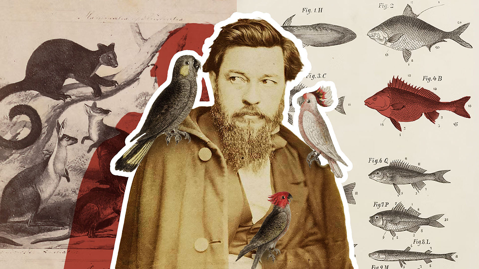 William von blandowski 1920x1080 2 William von blandowski 1920x1080 2