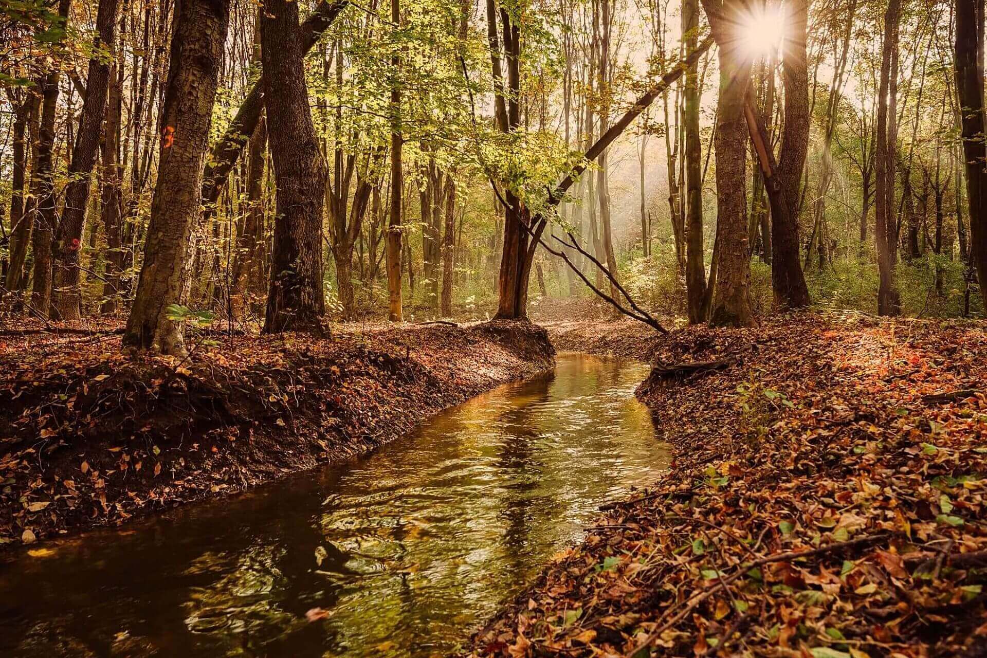 Sciezka przyrodnicza park slaski Sciezka przyrodnicza park slaski