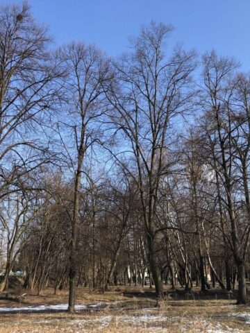 Park im. Mariana Maliny w Sosnowcu. 19 lutego 2025. Park im. Mariana Maliny w Sosnowcu. 19 lutego 2025.