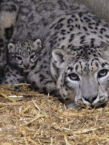 Małe Irbiski przyszły na świat w Chorzowie Małe Irbiski przyszły na świat w Chorzowie