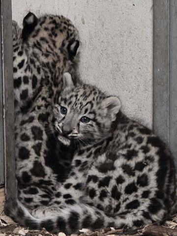 Małe Irbiski przyszły na świat w Chorzowie Małe Irbiski przyszły na świat w Chorzowie