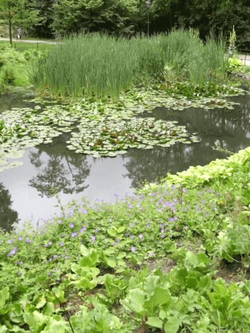 Mikołów: pokazano Regionalny Plan Adaptacji do zmian klimatu Mikołów: pokazano Regionalny Plan Adaptacji do zmian klimatu