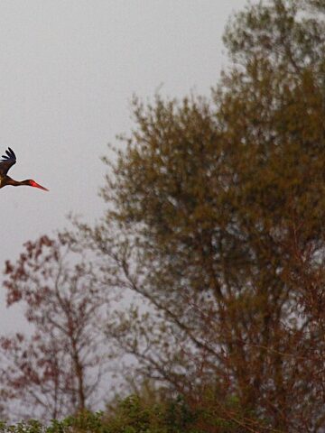 Bocian czarny Bocian czarny