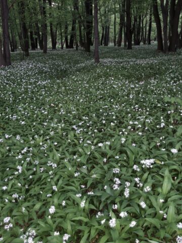 Dąbrowa Górnicza. Park „Zielona”. 26 kwietnia 2025. Dąbrowa Górnicza. Park „Zielona”. 26 kwietnia 2025.