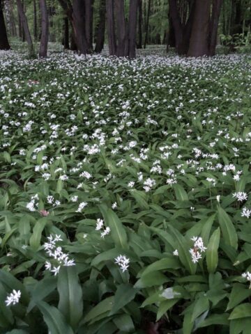 Dąbrowa Górnicza. Park „Zielona”. 26 kwietnia 2025. Dąbrowa Górnicza. Park „Zielona”. 26 kwietnia 2025.