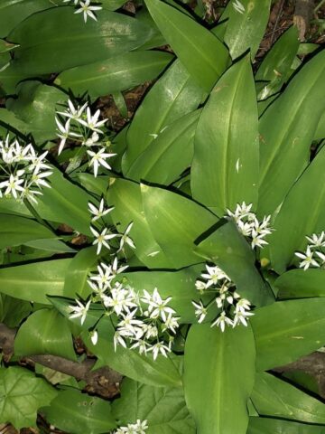 Dąbrowa Górnicza. Park „Zielona”. 26 kwietnia 2025. Dąbrowa Górnicza. Park „Zielona”. 26 kwietnia 2025.