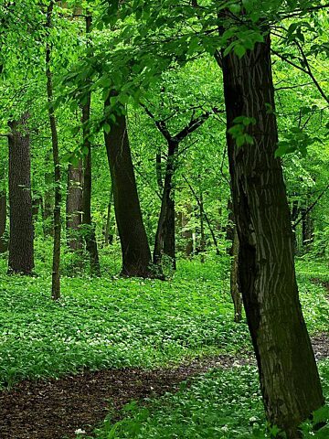 Dąbrowa Górnicza. Uroczysko „Zielona”. Czosnek niedźwiedzi. 1 maja 2013. Dąbrowa Górnicza. Uroczysko „Zielona”. Czosnek niedźwiedzi. 1 maja 2013.