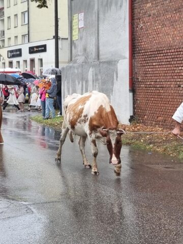 Pochód Gwarkowski 2025 Pochód Gwarkowski 2025