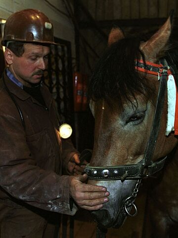 Klacz Baska Wieliczka Klacz Baska Wieliczka