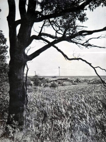Park Śląski na dawnych zdjęciach. Tak było, nim urosły drzewa. Park Śląski na dawnych zdjęciach. Tak było, nim urosły drzewa.