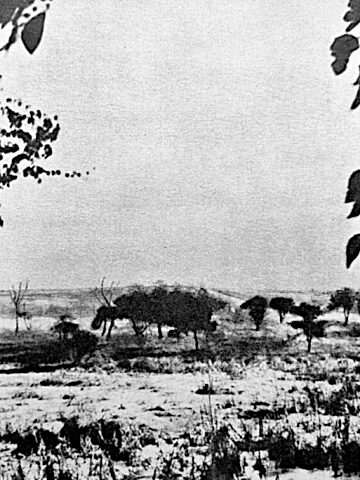 Park Śląski na dawnych zdjęciach. Tak było, nim urosły drzewa. Park Śląski na dawnych zdjęciach. Tak było, nim urosły drzewa.