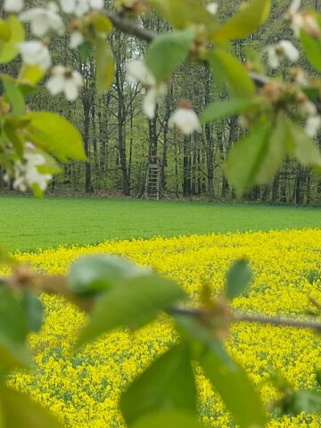 Rezerwat Segiet wiosną Rezerwat Segiet wiosną
