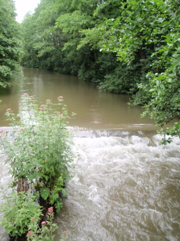 Sosnowiec-Maczki. Biała Przemsz w Starych Maczkach. 18 lipca 2011. Sosnowiec-Maczki. Biała Przemsz w Starych Maczkach. 18 lipca 2011.