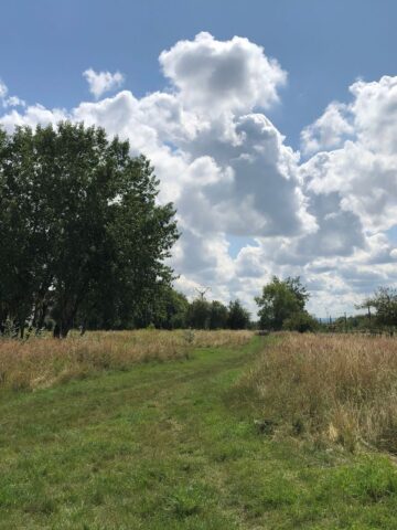 Sosnowiec-Zagórze. Nieużytki pomiędzy ulicami Teofila Lenartowicza i Białostocką. Tu będzie nowy park. 18 lipca 2025. Sosnowiec-Zagórze. Nieużytki pomiędzy ulicami Teofila Lenartowicza i Białostocką. Tu będzie nowy park. 18 lipca 2025.