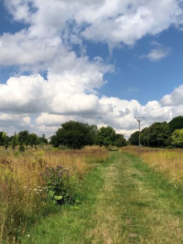 Sosnowiec-Zagórze. Nieużytki pomiędzy ulicami Teofila Lenartowicza i Białostocką. Tu będzie nowy park. 18 lipca 2025. Sosnowiec-Zagórze. Nieużytki pomiędzy ulicami Teofila Lenartowicza i Białostocką. Tu będzie nowy park. 18 lipca 2025.