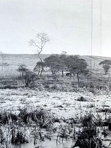 Wrzosowiska dzisiejszego Wzgórza Planetarium w początkach lat 50. Wrzosowiska dzisiejszego Wzgórza Planetarium w początkach lat 50.