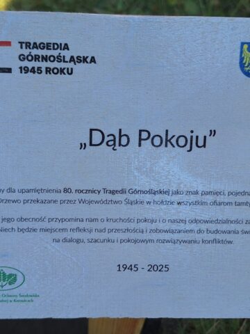 Dąb Pokoju Dąb Pokoju